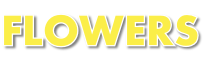 wp56dab243.png